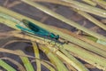 Damselfly Zygoptera resting on reeds in the River Rother