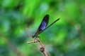 Damselfy/Dragon Fly/Zygoptera sitting in the edge of bamboo stem Royalty Free Stock Photo