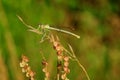 Damselfly sitting on dry grass at sunset