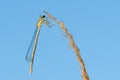 Damselfly sitting on dry grass at sunset