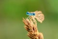 Damselfly isolated on a green background at sunset