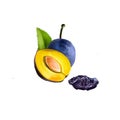 Damson or damsonplum, damascene isolated fruit whole and half with green leaves, fresh or dried. Hand drawn digital art