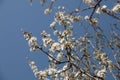 A profusion of white damson tree blossom, Prunus domestica insititia, blooming against a bright blue sky in the spring sunshine Royalty Free Stock Photo