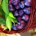 Damson plums Royalty Free Stock Photo