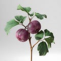 Damson plums with leaves isolated on a light gray background Royalty Free Stock Photo