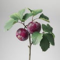 Damson plums with leaves isolated on light gray background Royalty Free Stock Photo