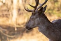 Damwild im Wildpark PÃÂ¶ssinger Au