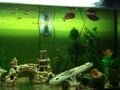 Dan gurami fish plants artificial shells in a large aquarium Royalty Free Stock Photo