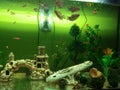 Dan gurami fish plants artificial shells in a large aquarium Royalty Free Stock Photo