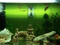 Dan gurami fish plants artificial shells in a large aquarium Royalty Free Stock Photo