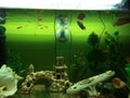 Dan gurami fish plants artificial shells in a large aquarium Royalty Free Stock Photo