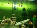 Dan gurami fish plants artificial shells and zipper in a large aquarium Royalty Free Stock Photo