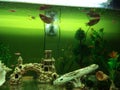 Dan gurami fish plants artificial shells and zipper in a large aquarium Royalty Free Stock Photo