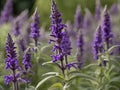 Dan Shen (Salvia miltiorrhiza) in the garden