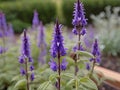 Dan Shen (Salvia miltiorrhiza) in the garden