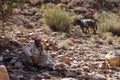 Shepherd and donkey in Dana national park