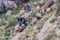 DANA, JORDAN - MARCH 28, 2017: Herd of goats in Wadi Dana canyon in Dana Biosphere Reserve, Jord