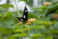 Danaid Eggfly butterfly on colorful lantana flower