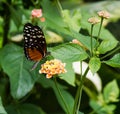 The Danaid Eggfly, female butterfly