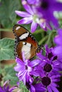 Danaid eggfly Hypolimnas misippus female butterfly Royalty Free Stock Photo