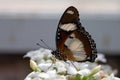 Danaid eggfly Hypolimnas misippus female butterfly Royalty Free Stock Photo