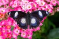 Danaid eggfly Hypolimnas misippus male butterfly