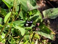 The Danaid eggfly