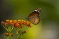 Danaid Eggfly image Royalty Free Stock Photo