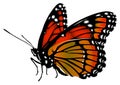 Monarch butterfly on a white background