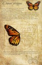 Danaida monarch lat.Danaus plexippus. A series of vector illustrations imitating old sheets from a book about butterflies. Royalty Free Stock Photo