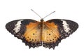 Danaidae butterfly Royalty Free Stock Photo