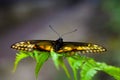 Danaidae butterfly Royalty Free Stock Photo