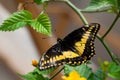 Danaidae butterfly Royalty Free Stock Photo