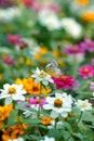 Danaidae butterfly perching on white cosmos Royalty Free Stock Photo