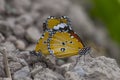 Danaidae Danaus chrysippus is a common butterfly species. Royalty Free Stock Photo