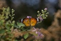 Danaidae (Danaus chrysippus)