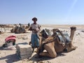 DANAKIL, ETHIOPIA - Dec 03, 2018: Afar man with salt blocks and camel in the Danakil Depression