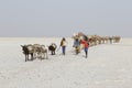 Danakil, Ethiopia, February 22 2015: Afar men are leading a camel caravan transporting salt blocks from the Danakil Desert