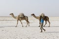 Danakil, Ethiopia, February 22 2015: Afar men are leading a camel caravan transporting salt blocks from the Danakil Desert