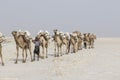 Danakil, Ethiopia, February 22 2015: Afar men are leading a camel caravan transporting salt blocks from the Danakil Desert