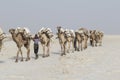 Danakil, Ethiopia, February 22 2015: Afar men are leading a camel caravan transporting salt blocks from the Danakil Desert