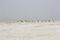 Danakil, Ethiopia, February 22 2015: Camels caravan carrying salt in Africa`s Danakil Desert, Ethiopia Royalty Free Stock Photo