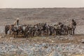 DANAKIL, ETHIOPIA - MARCH 25, 2019: Herd of donkeys in Hamed Ela, Afar tribe settlement in the Danakil depression