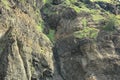 Danao beach resort rock formation and green grass plants