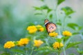 Image of plain tiger butterfly or also know as Danaus chrysippus resting on the flower plants during springtime Royalty Free Stock Photo