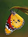 Danaus chrysippus Butterflie Royalty Free Stock Photo