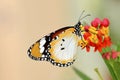 Danaus chrysippus butterfly Royalty Free Stock Photo