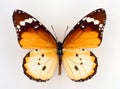 Danaus chrysippus butterfly isolated on white. Collection butterflies. Danaidae. Royalty Free Stock Photo