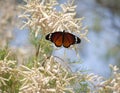 Danaus chrysippus