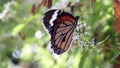 Danaus chrysippus perches on a flower and eats honey